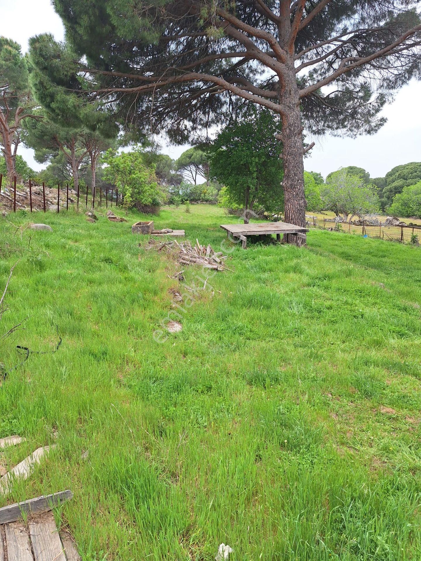Bergama Aşağıbey Köyü Satılık Yolu Olan Tarla