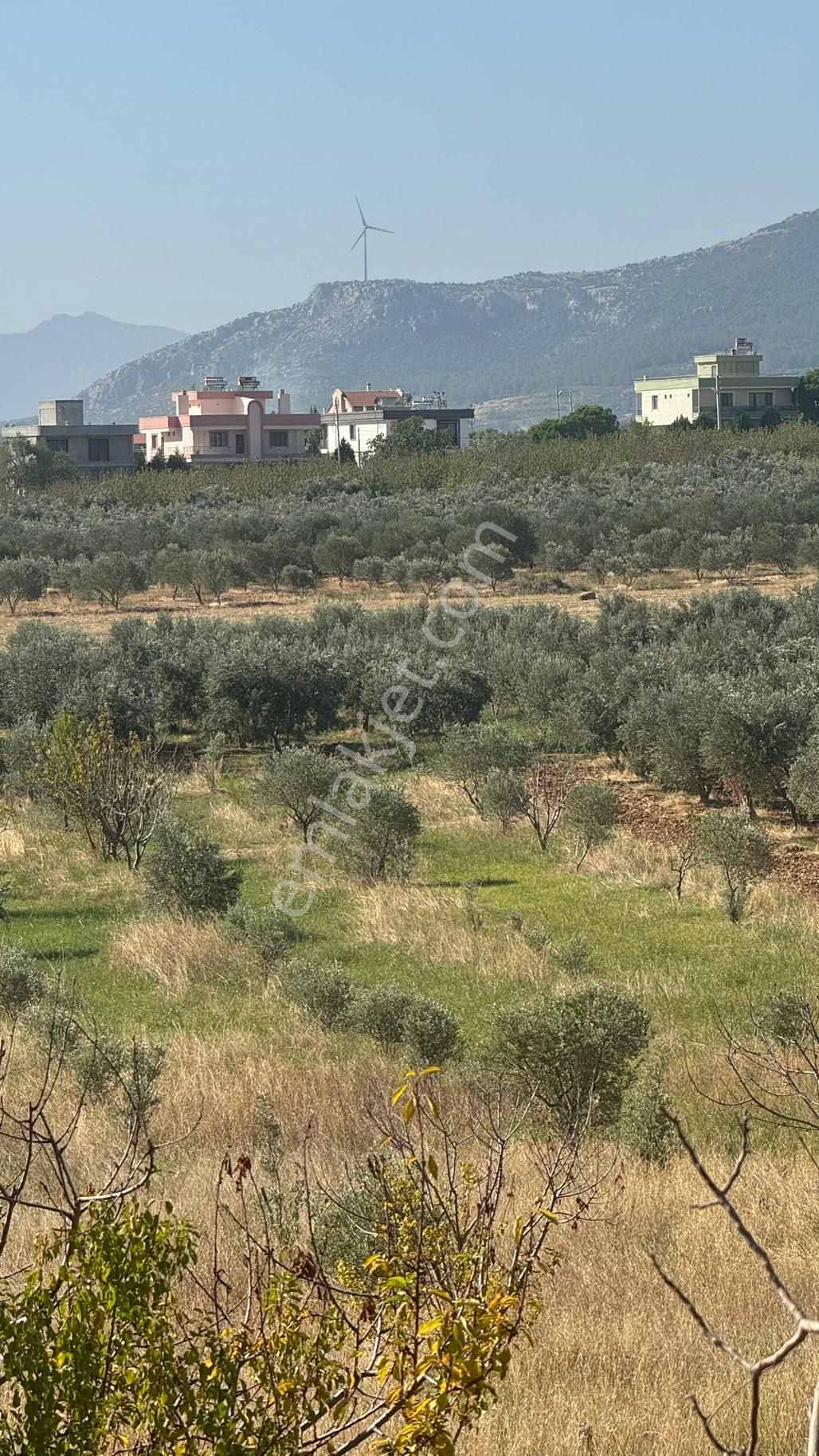 Manisa Şehzadeler Karaoglanlı Mh De İmar Sınırında Satılık 9,400 M2 Zeytinlik + Ev - Görsel 15