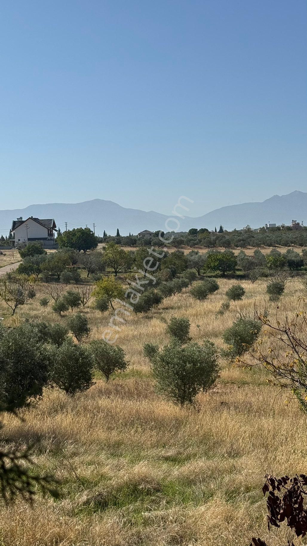 Manisa Şehzadeler Karaoglanlı Mh De İmar Sınırında Satılık 9,400 M2 Zeytinlik + Ev - Görsel 14