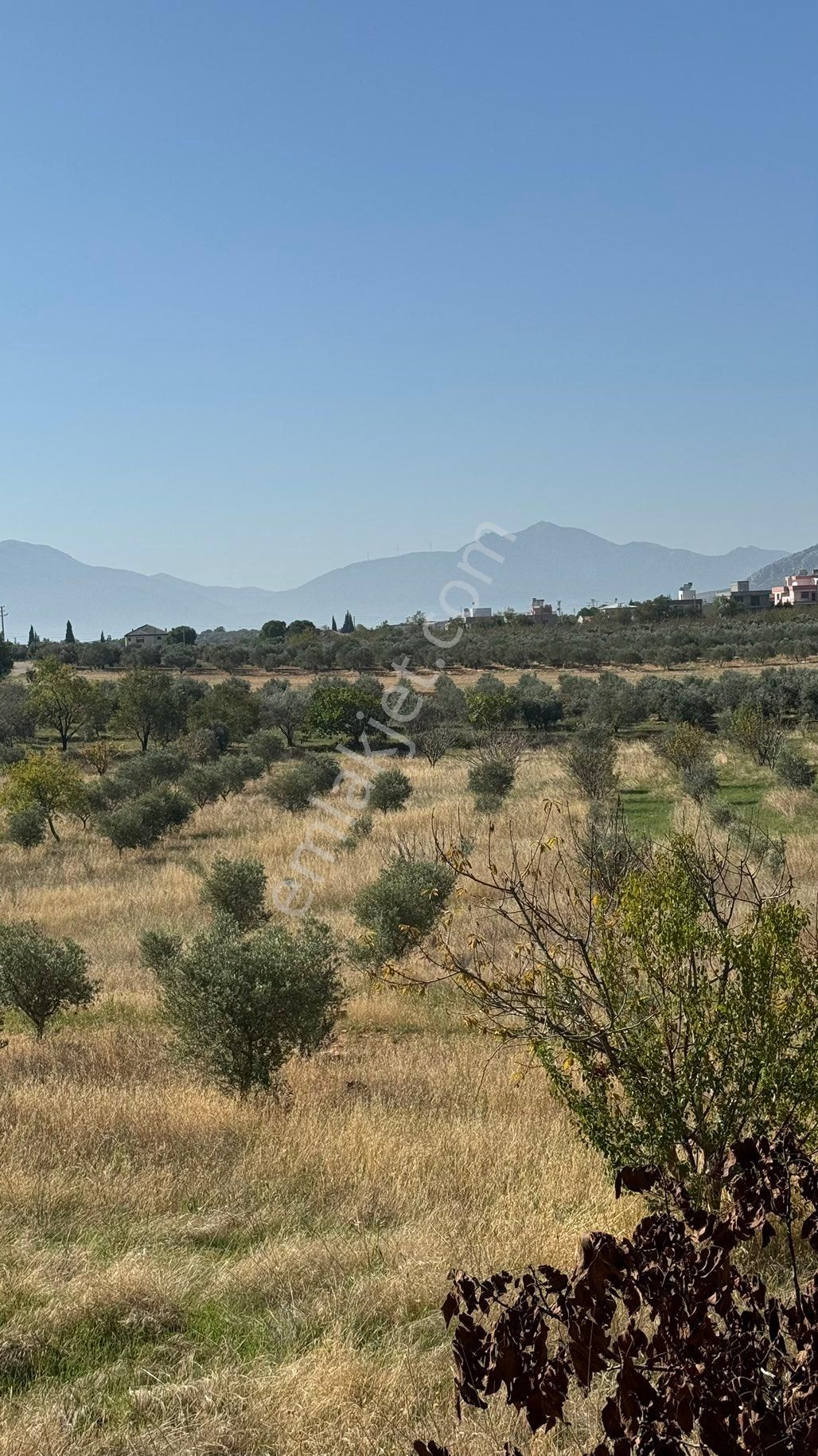 Manisa Şehzadeler Karaoglanlı Mh De İmar Sınırında Satılık 9,400 M2 Zeytinlik + Ev - Görsel 13