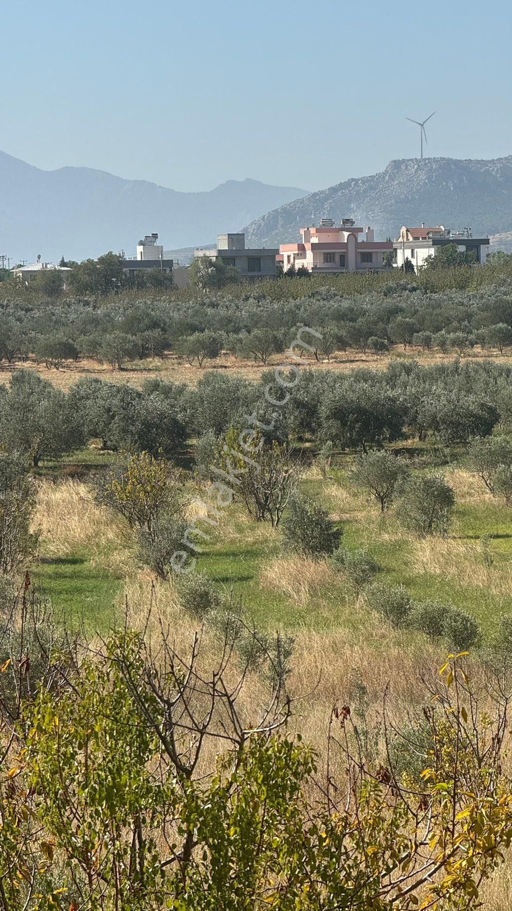 Manisa Şehzadeler Karaoglanlı Mh De İmar Sınırında Satılık 9,400 M2 Zeytinlik + Ev - Görsel 18