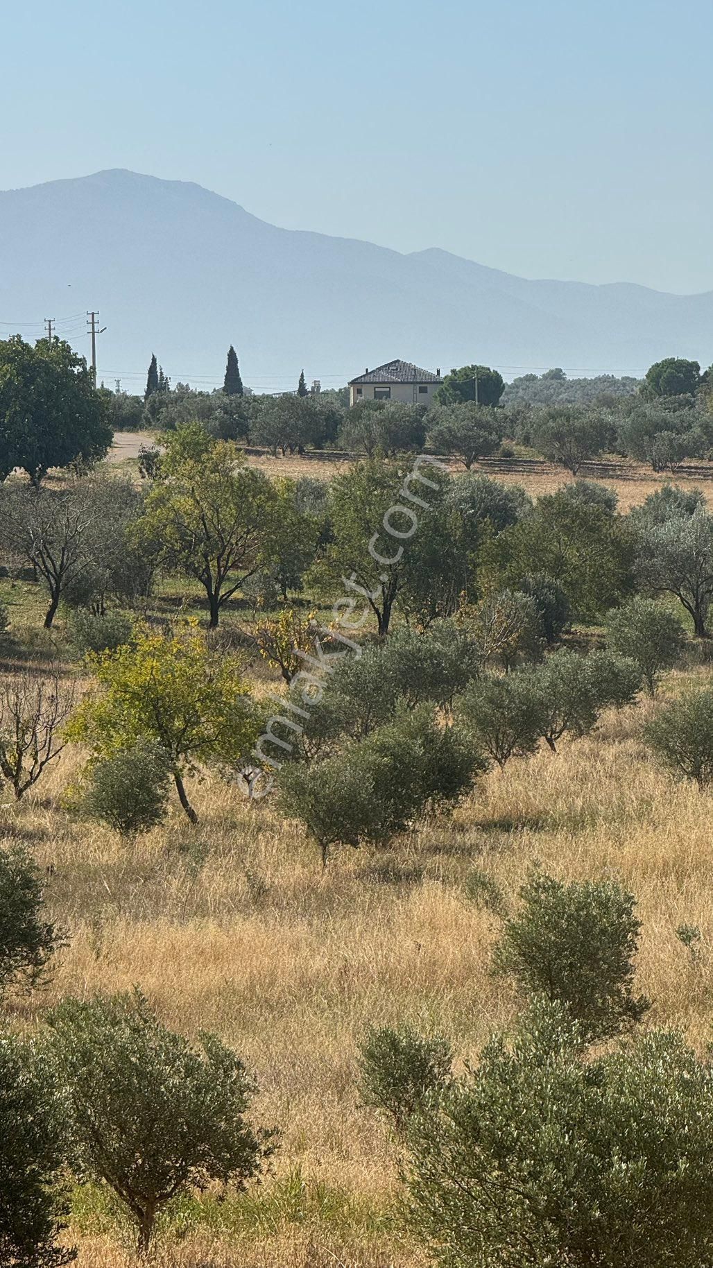 Manisa Şehzadeler Karaoglanlı Mh De İmar Sınırında Satılık 9,400 M2 Zeytinlik + Ev - Görsel 19