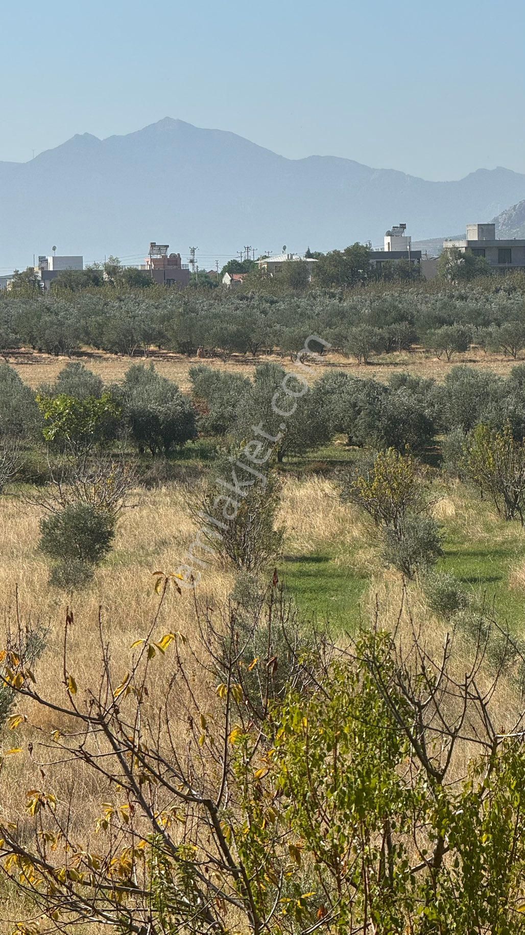 Manisa Şehzadeler Karaoglanlı Mh De İmar Sınırında Satılık 9,400 M2 Zeytinlik + Ev - Görsel 17
