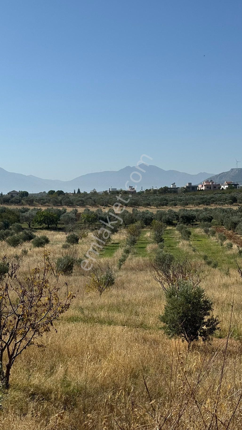 Manisa Şehzadeler Karaoglanlı Mh De İmar Sınırında Satılık 9,400 M2 Zeytinlik + Ev - Görsel 33