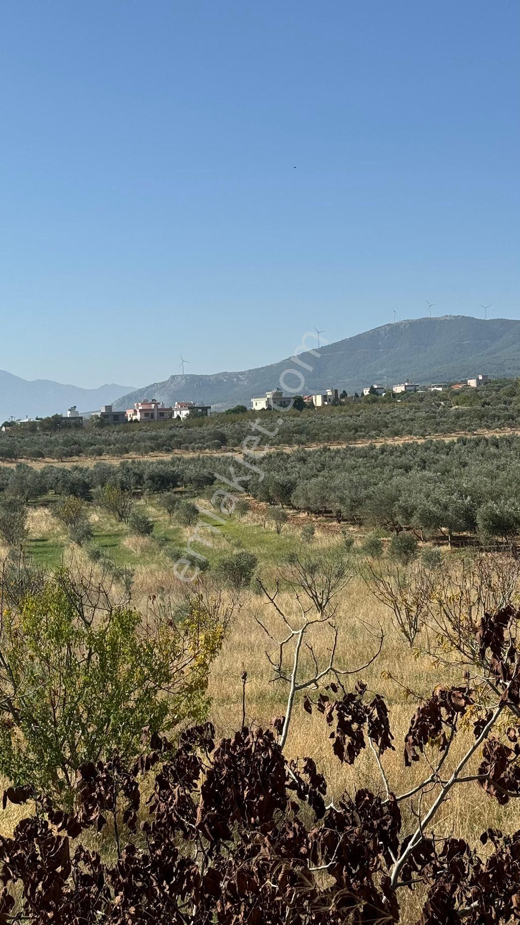 Manisa Şehzadeler Karaoglanlı Mh De İmar Sınırında Satılık 9,400 M2 Zeytinlik + Ev - Görsel 12