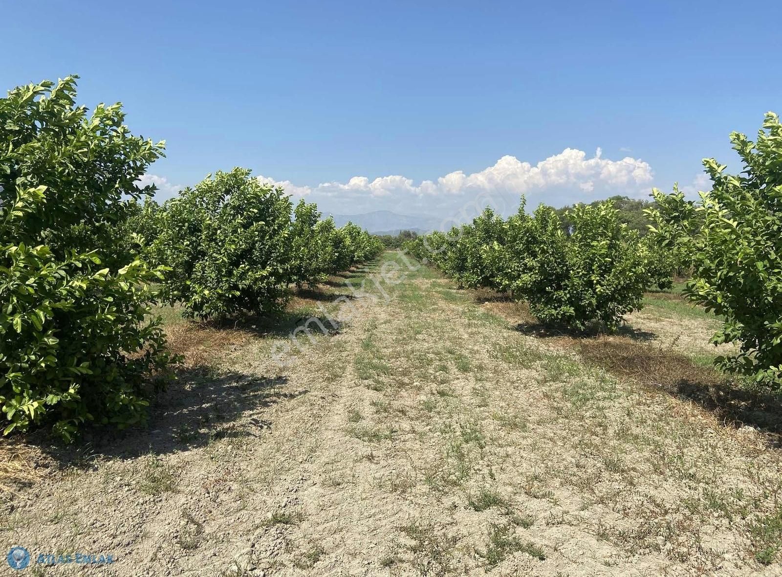 Ortaca Güzelyurt Satılık Bağ & Bahçe Ortaca güzelyurtta 7000 m2 satılık limon bahçesi