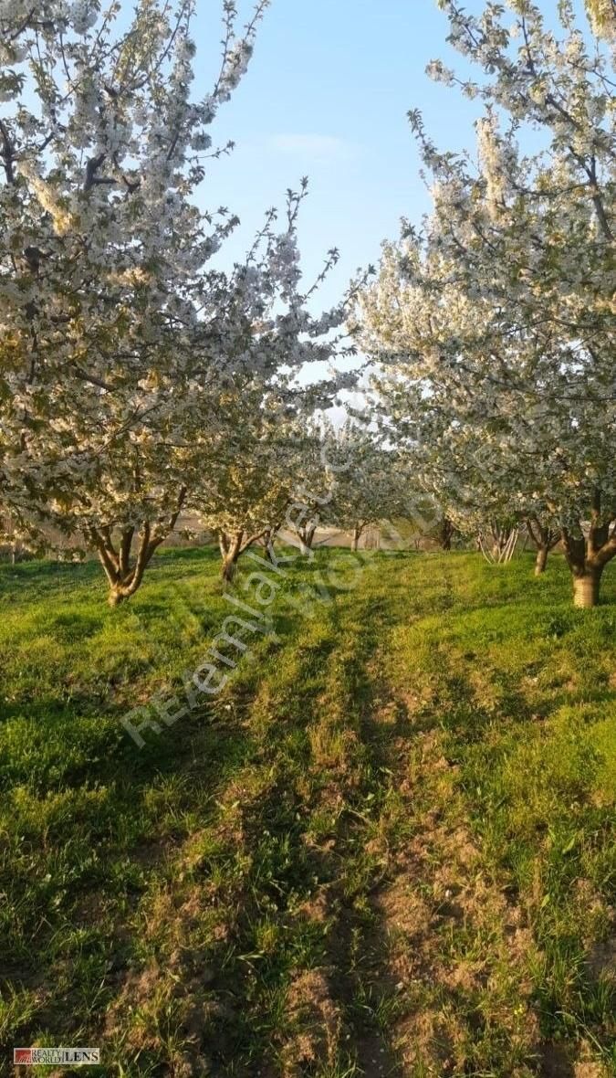 Yenipazar Esenköy Köyü (Tekeciler) Satılık Tarla BİLECİK YENİPAZARDA 3 TON KAPASİTELİ FIRSAT KİRAZ BAHÇESİ!!