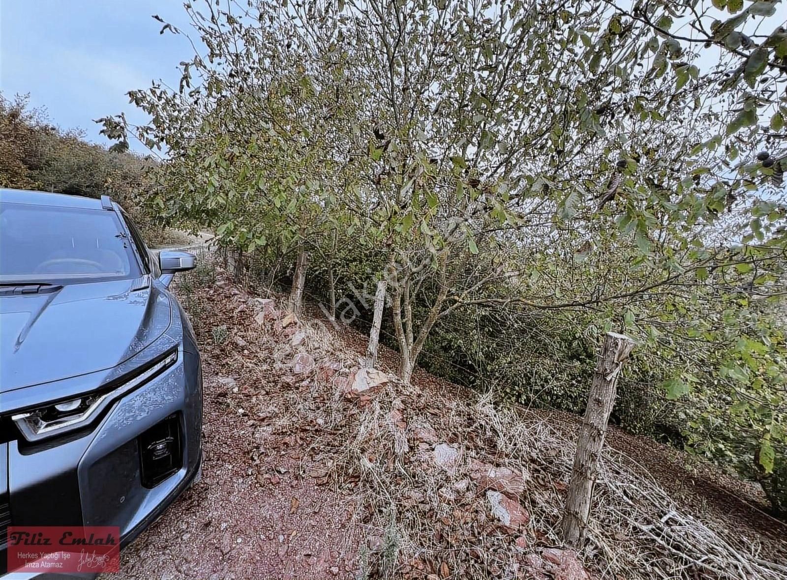 Yollu Ceviz Fındık Bahçesi - Görsel 3