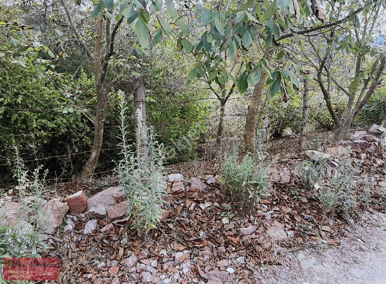 Yollu Ceviz Fındık Bahçesi - Görsel 5