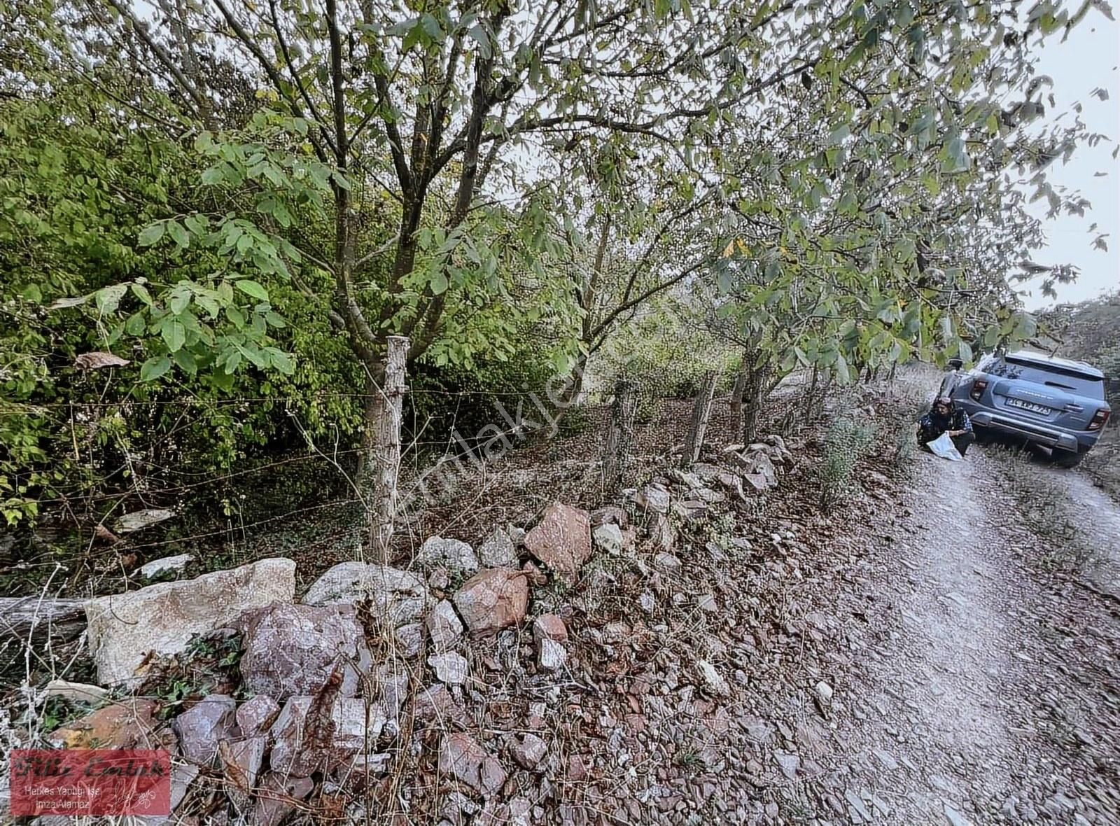 Yollu Ceviz Fındık Bahçesi - Görsel 6