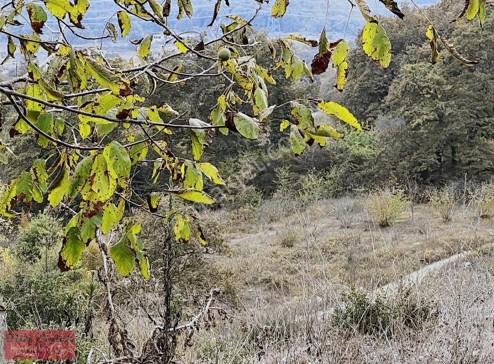 Yollu Ceviz Fındık Bahçesi - Görsel 2