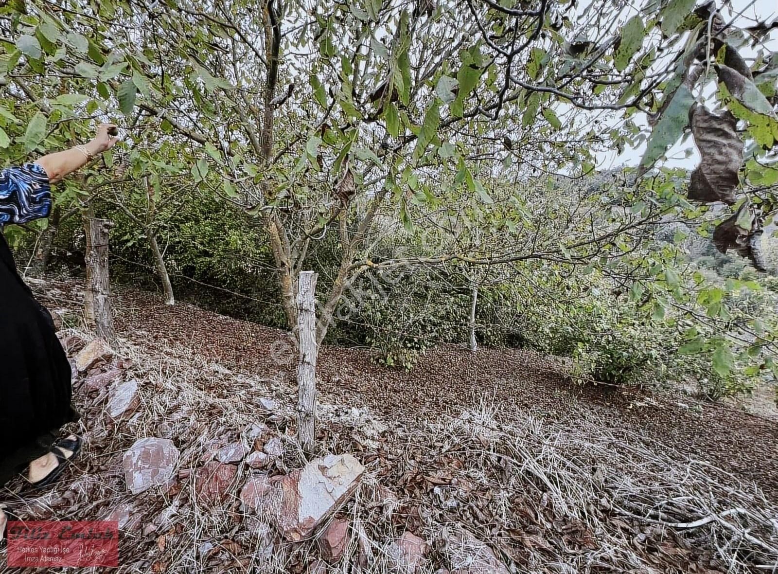Yollu Ceviz Fındık Bahçesi - Görsel 9