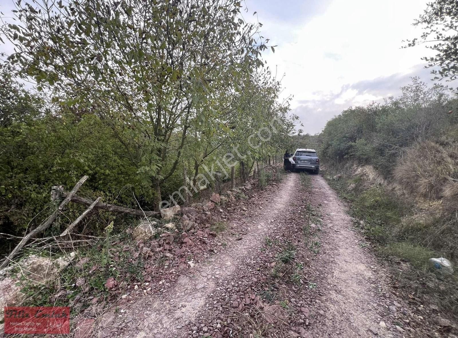 Yollu Ceviz Fındık Bahçesi - Görsel 7