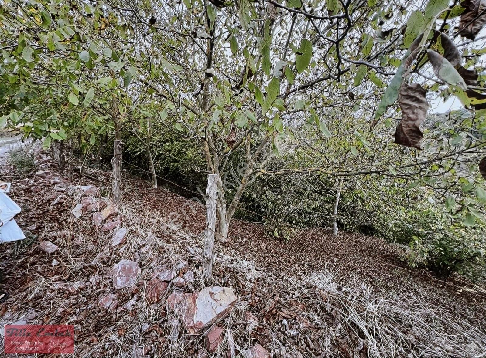 Yollu Ceviz Fındık Bahçesi - Görsel 8