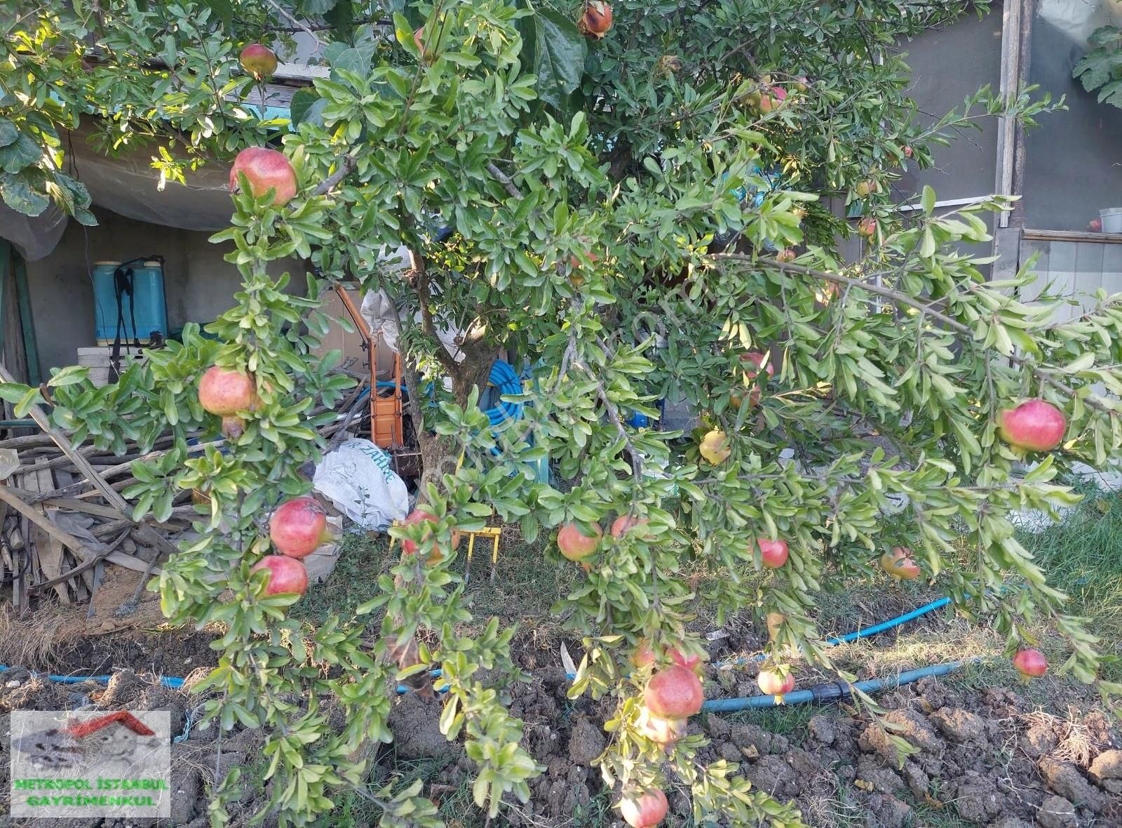 Tayakadın Türkköşe De Satılık Çiftlik - Görsel 20