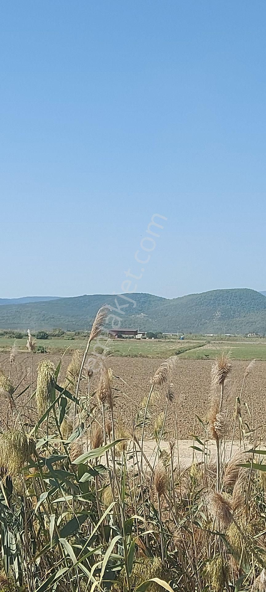 Milas Avşar Satılık Tarla Milas Anka Emlak'dan Muğla