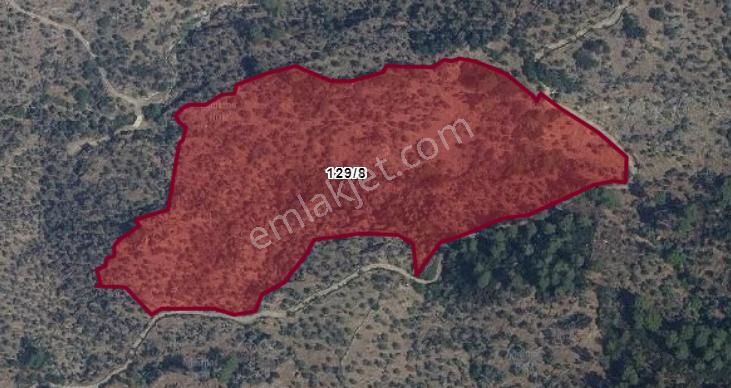 Milas Karahayıt Satılık Zeytinlik Muğla Milas Karahayıt'da Yolu Mevcut 43.934m2. Zeytinlik