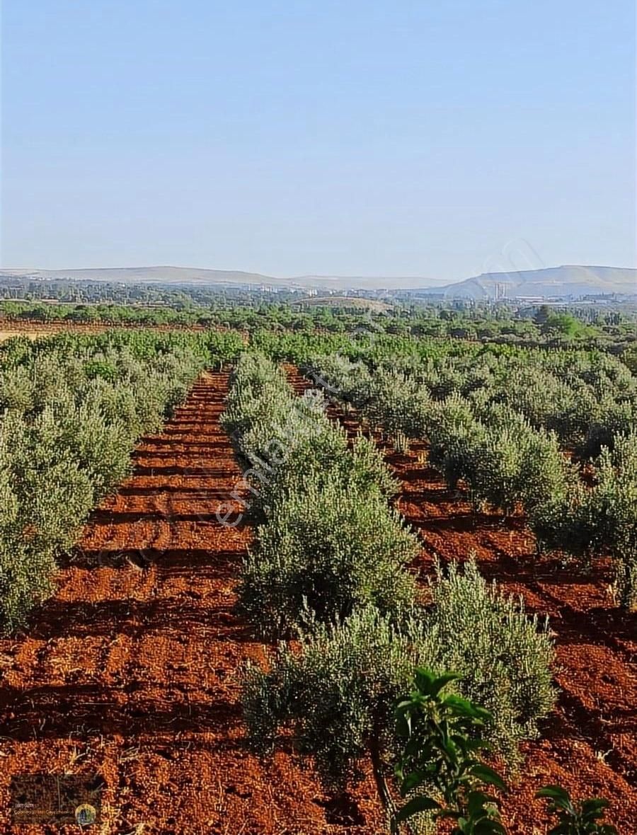 Oğuzeli Altınyurt Satılık Bağ & Bahçe Oğuzeli Altınyurt Satılık Zeytinlik Fıstık