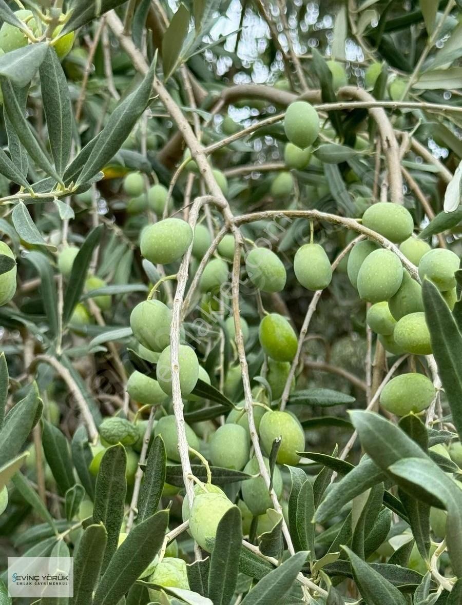 Menemen Kır Satılık Tarla SATILIK BAHÇE ORMAN İÇİNDE KAFA DİNLEMELİK