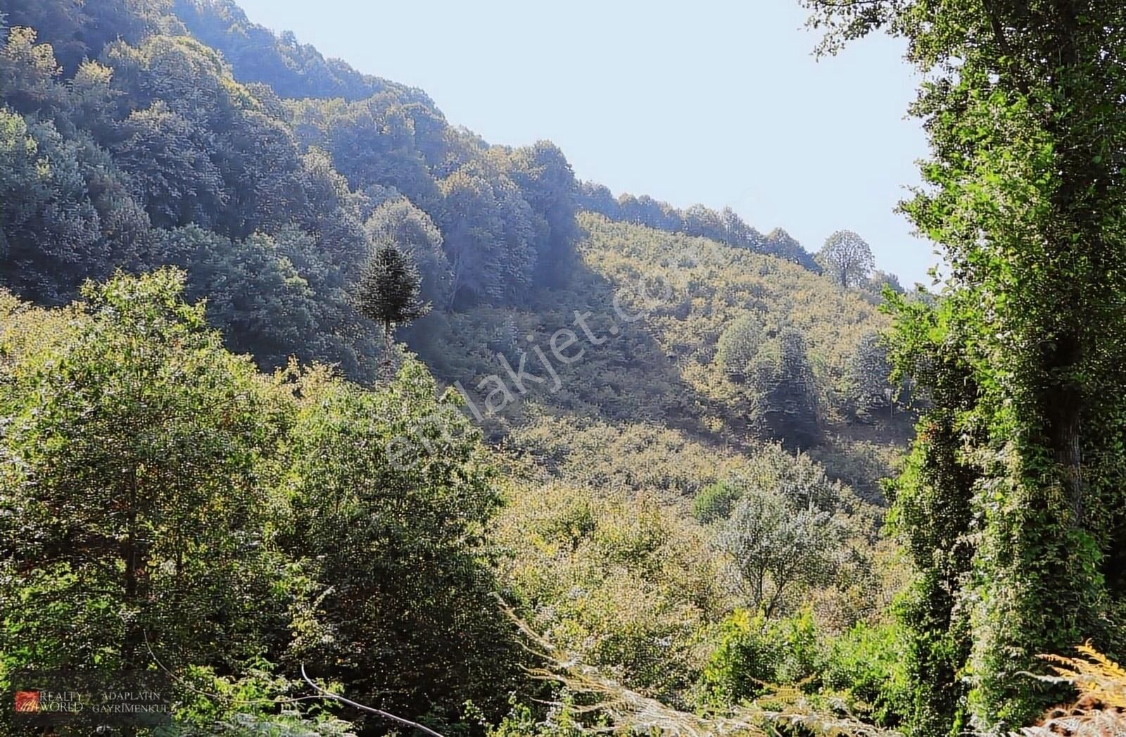 Düzce Merkez Gölormanı Köyü (Uzunali) Satılık Tarla Rw Adaplatin'den Gölormanı Köyünde Satılık Fındıklık