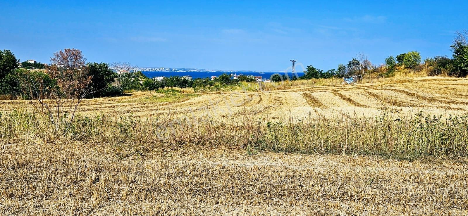 Süleymanpaşa Barbaros Satılık Konut İmarlı  TEKİRDAĞ BARBAROSTA İHTİYAÇTAN ACİL SATILIK 615 M2 EMSALLERİN YARI FİYATINA KELEPİR ARSA