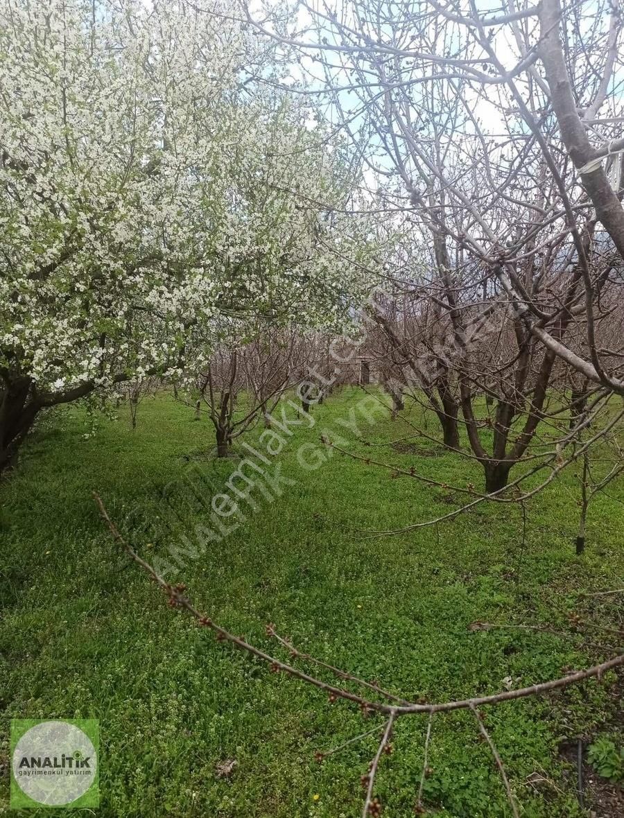 Honaz Yeni Satılık Bağ & Bahçe Honaz Yeni Mahallede Satılık Meyve Bahçesi