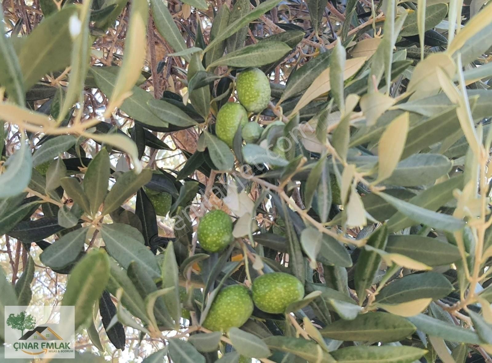 Milas Hisarcık Satılık Zeytinlik Çınar Emlak'tan Hisarcık Köyünde Satılık Zeytinlik