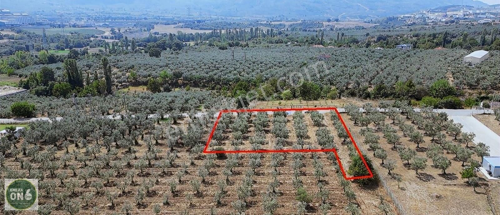 Bursa Orhangazi Gedelekköyü Fabrika Yanı Satılık Tarla