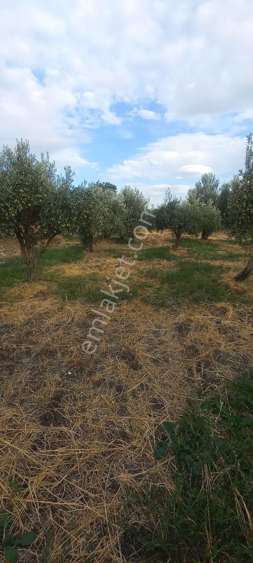 Satılık Müstakiltapu - Görsel 6