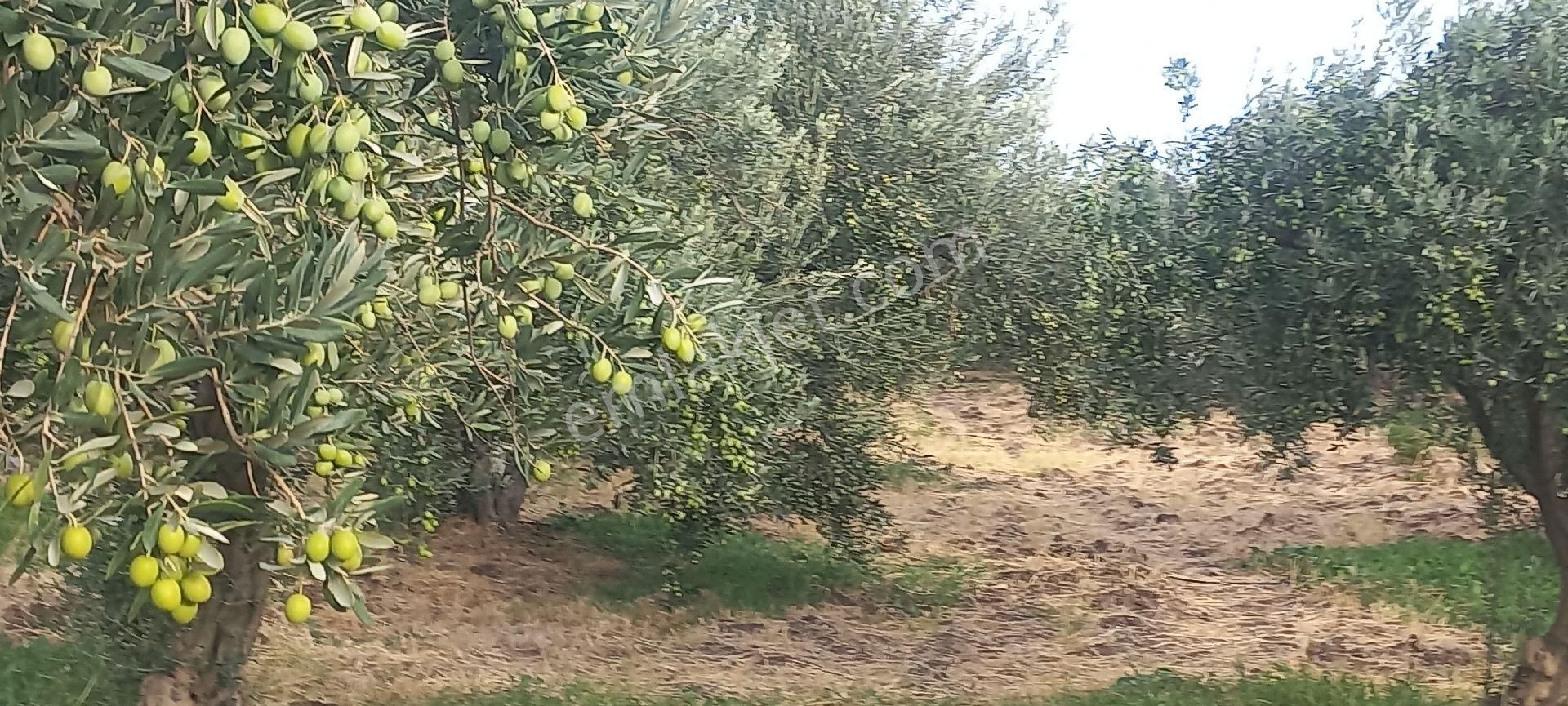 Satılık Müstakiltapu - Görsel 19