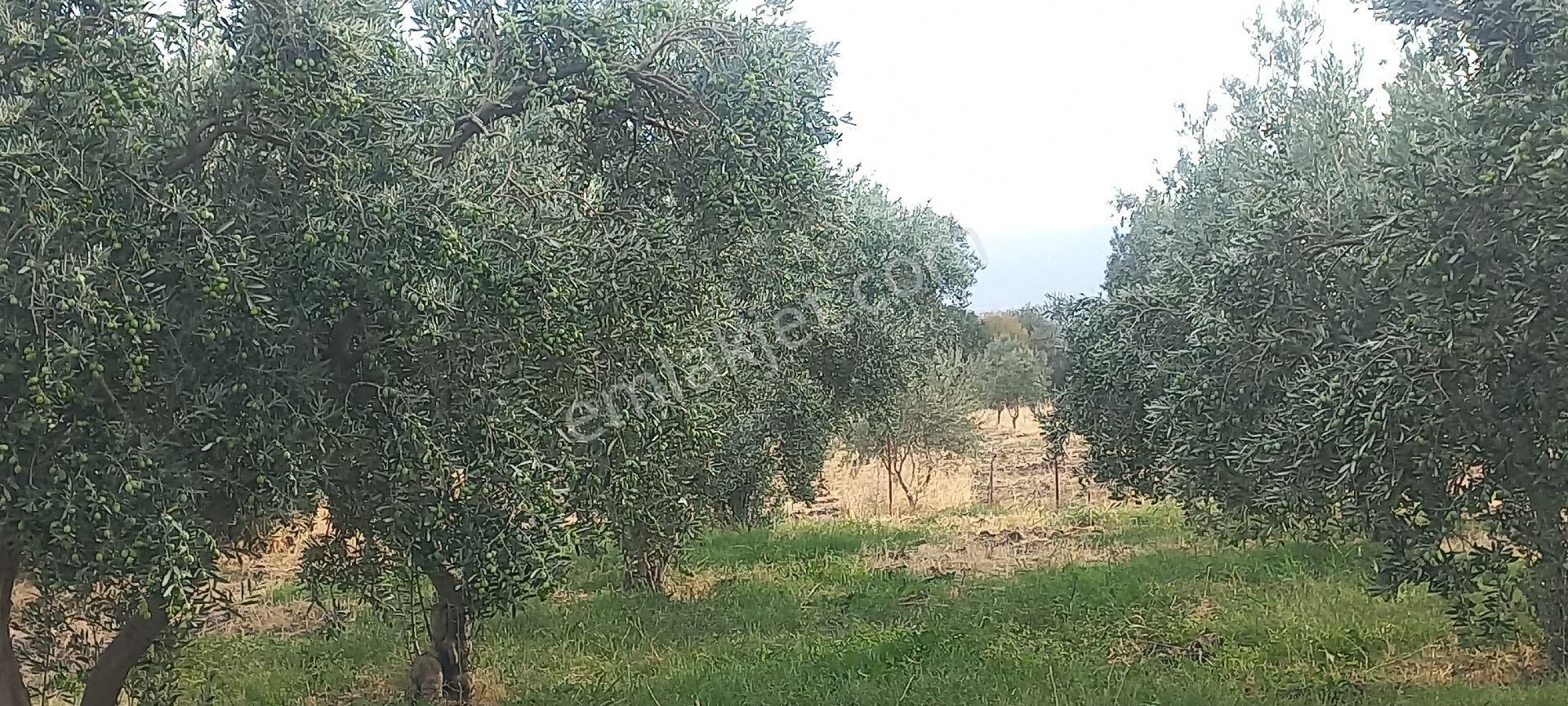 Satılık Müstakiltapu - Görsel 16