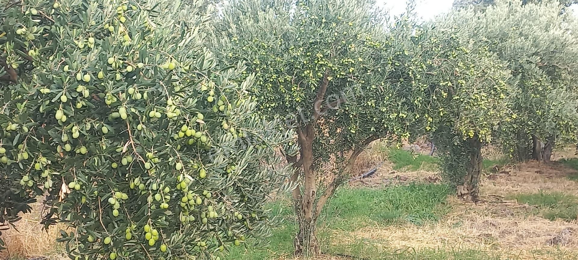 Satılık Müstakiltapu - Görsel 20