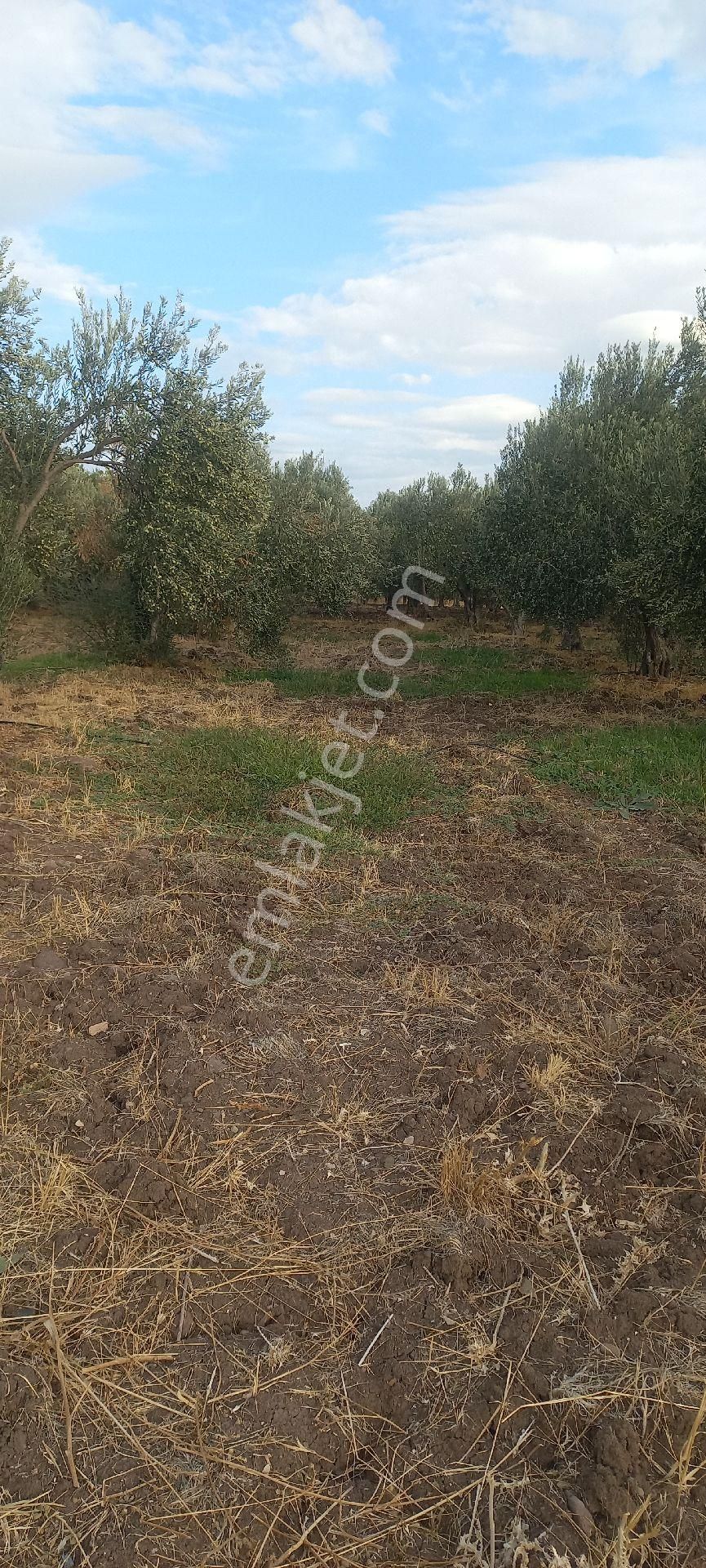 Satılık Müstakiltapu - Görsel 12