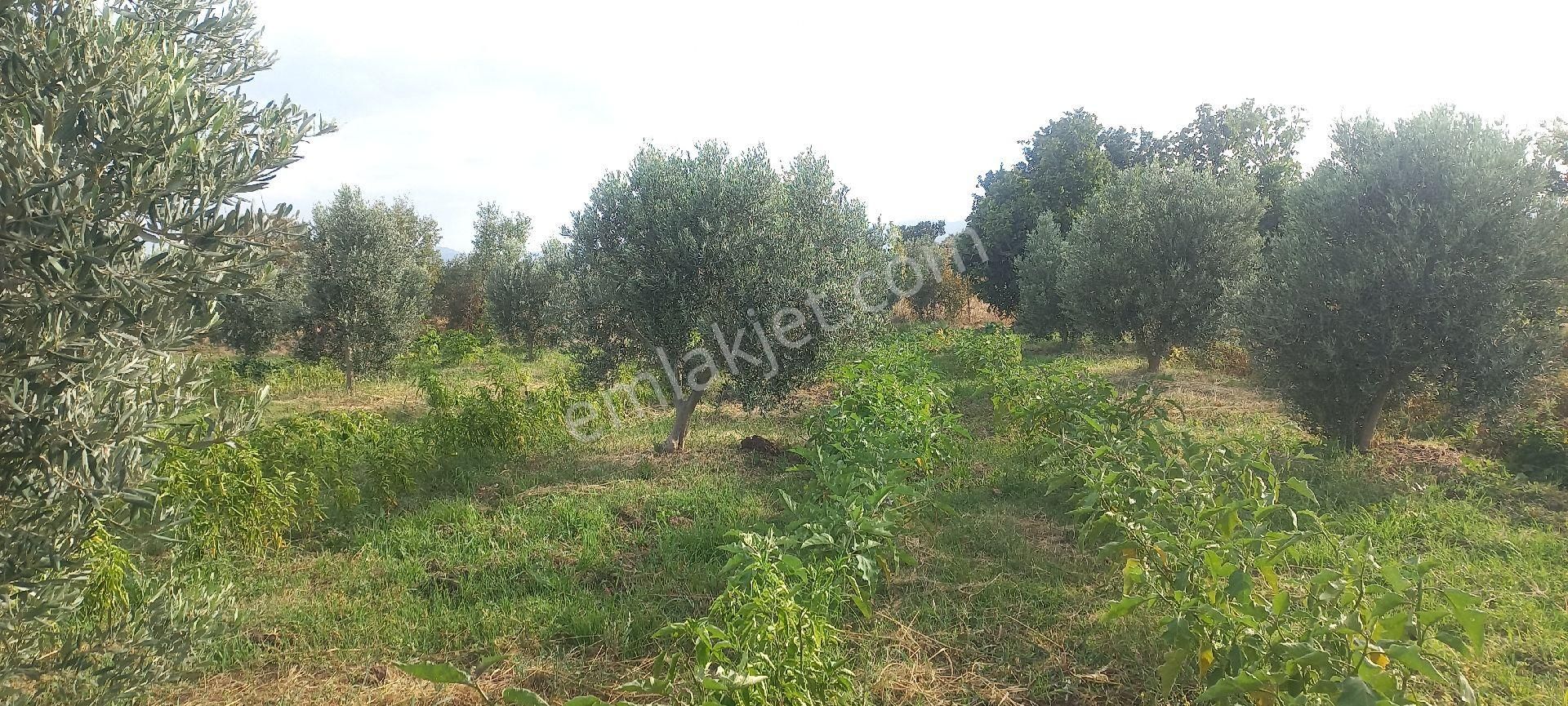 Satılık Müstakiltapu - Görsel 27