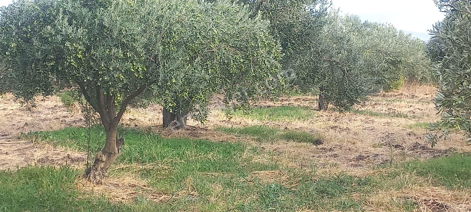 Satılık Müstakiltapu - Görsel 23