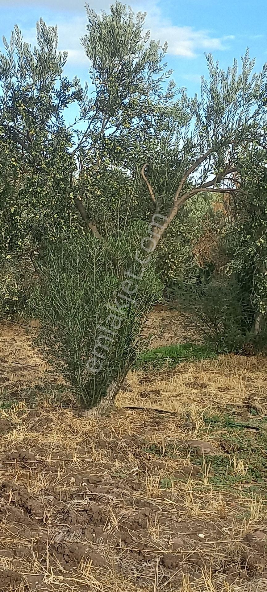 Satılık Müstakiltapu - Görsel 9