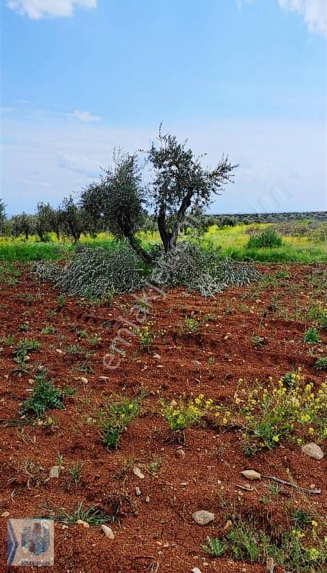 Kilis Merkez Yavuz Sultan Selim Satılık Tarla Kilis Yavuz Sultan Selim Köyünde Yetiskin Zeytin4633m2