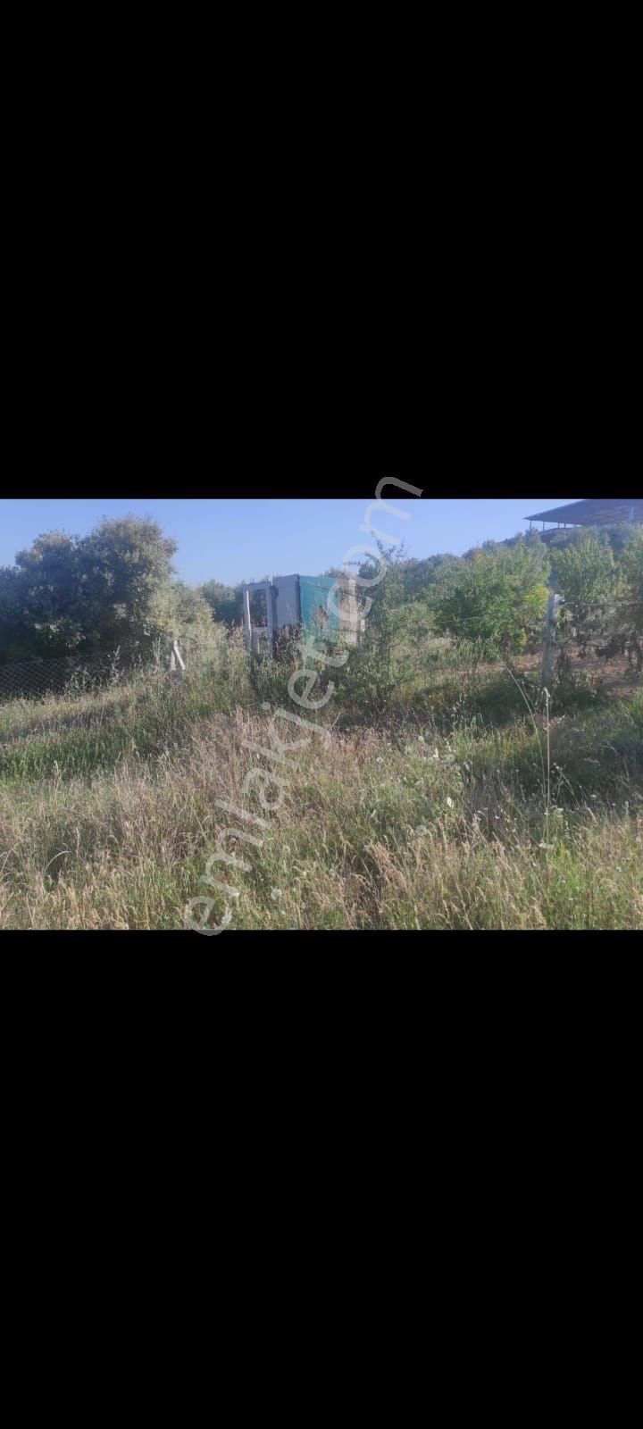 İzmir Torbalı Çakırbeylide Satılık Bahçe - Görsel 3
