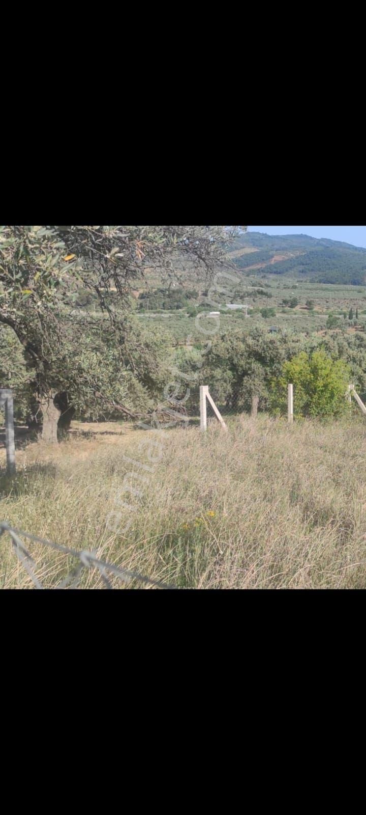İzmir Torbalı Çakırbeylide Satılık Bahçe - Görsel 6