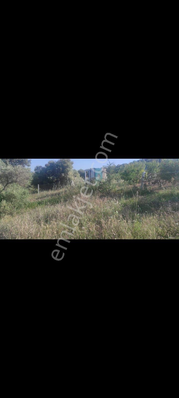 İzmir Torbalı Çakırbeylide Satılık Bahçe - Görsel 8