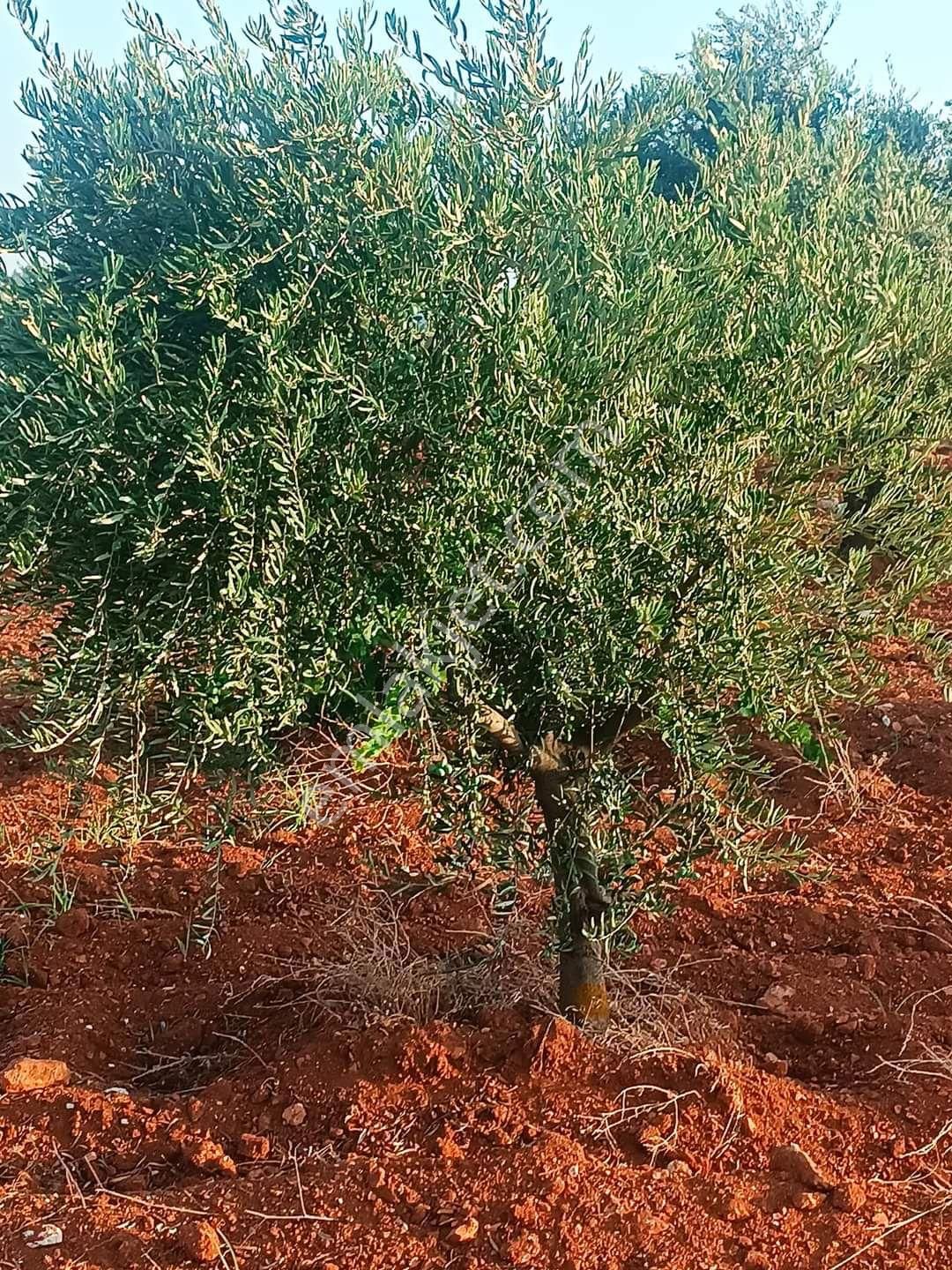 Kilis Merkez Akçabağlar Köyü Satılık Zeytinlik Satılık uygun fiyatlı bağevlik arazi