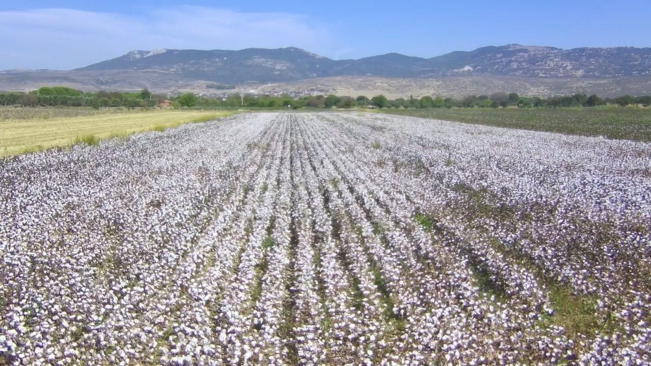 Bergama Göçbeyli Satılık Tarla  BERGAMA GÖÇBEYLİDE KUPON 11.201 M2 TARLAMIZ SATIŞTA