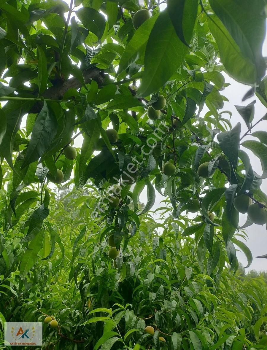 Aktif Gayrimenkulden Musalıda Satılık 5.930 M2 Şeftali Bahçesi - Görsel 2