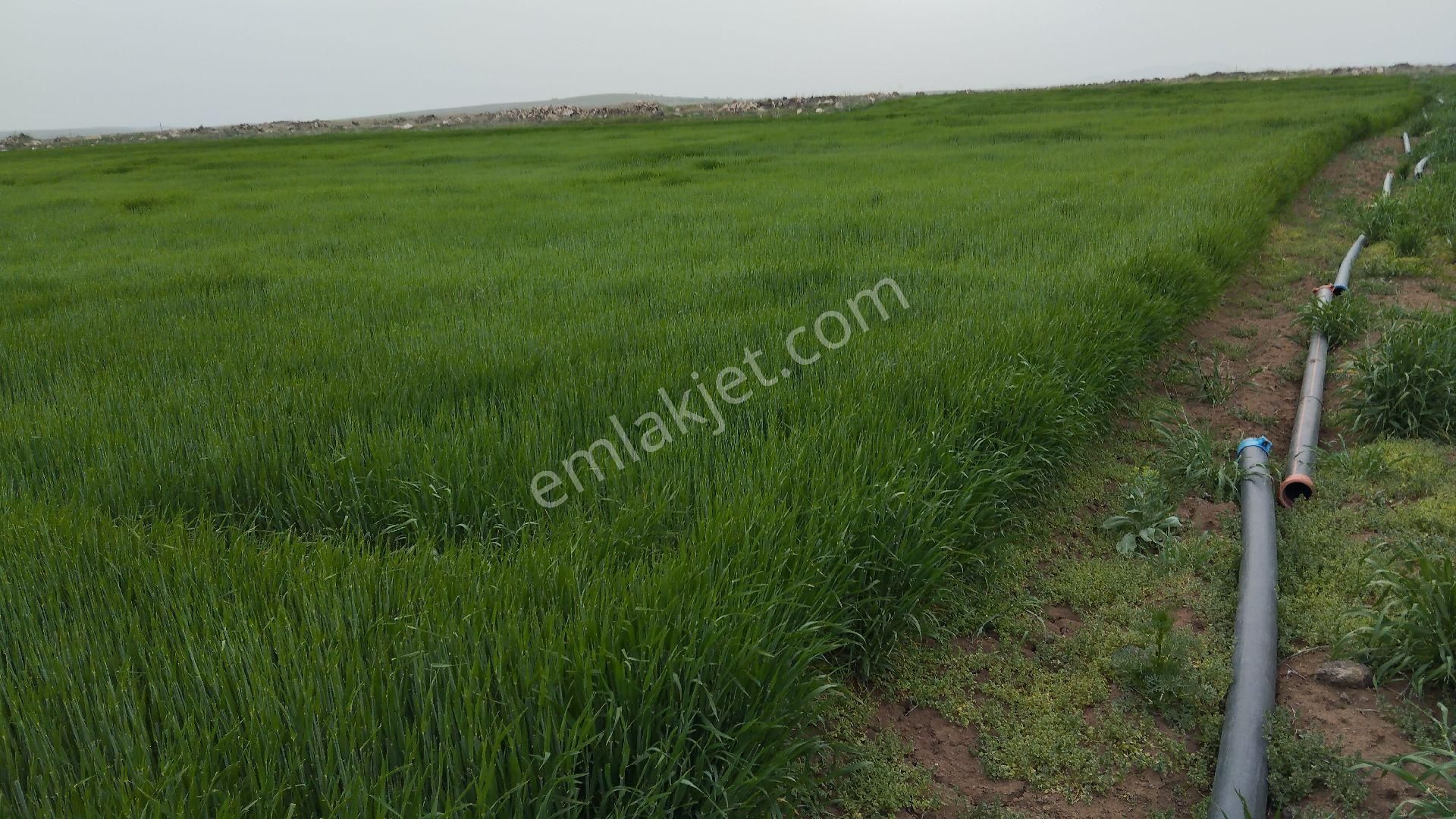 Kiralık Sulu Tarla