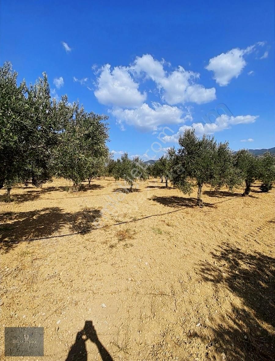 Bergama Karalar Satılık Tarla BEYAZYAKA'DAN KARALAR MAH. SATILIK ZEYTİNLİK