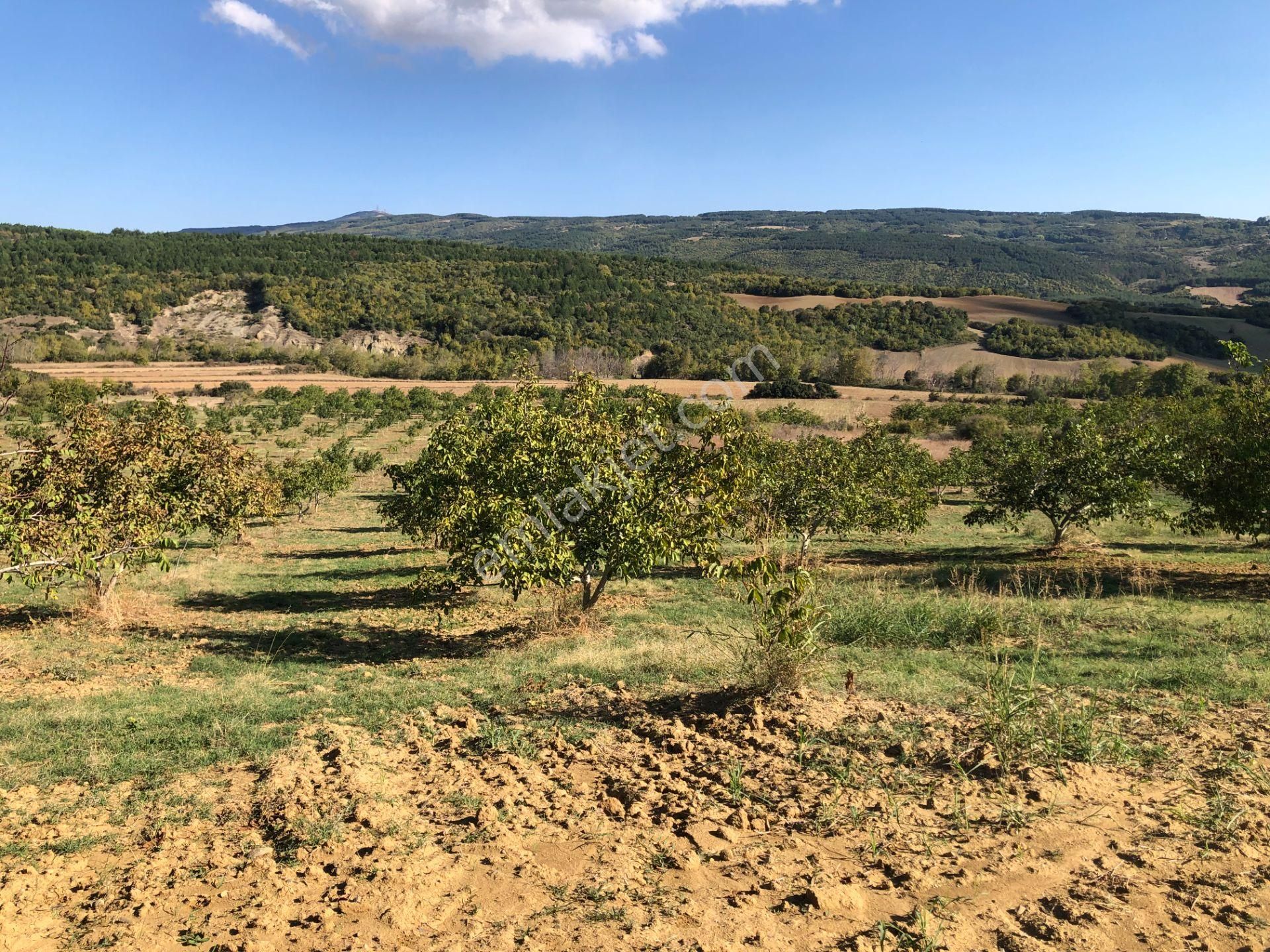 Şarköy Gölcük Satılık Tarla Şarköy De Işık Emlaktan Gölçük Mah De 61.000 M2 Cevizlik