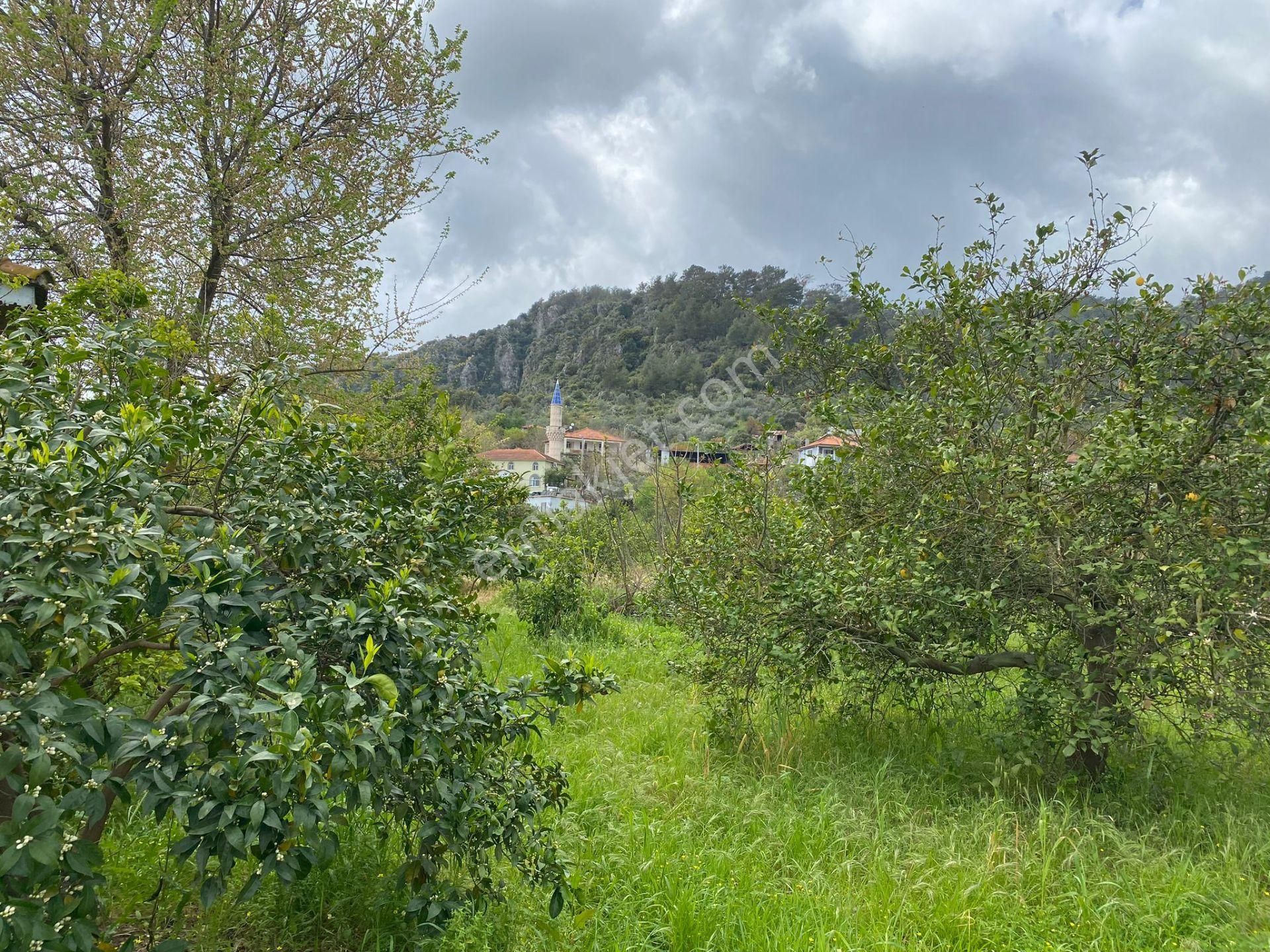 Turyap'tan Muğla Ortaca'da 11,961 M²tarla İçinde 70 M² Köyevi - Görsel 6
