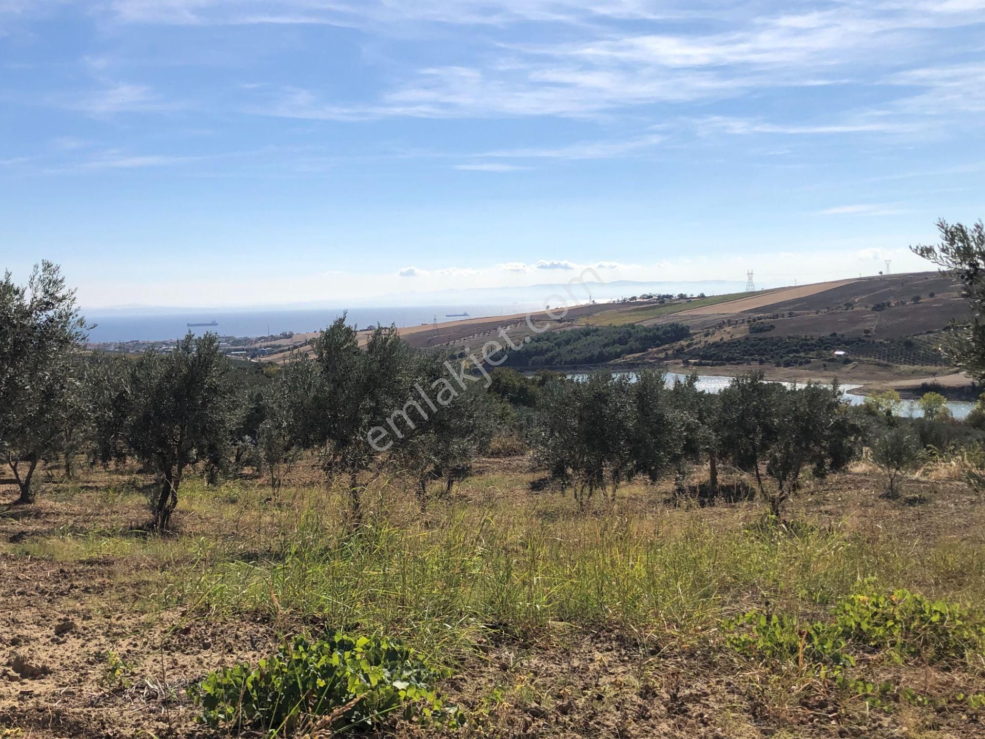 Şarköy Camikebir Satılık Zeytinlik Şarköyde Işık Emlaktan Camikebir Mah De 19260 M2 Zeytinlik