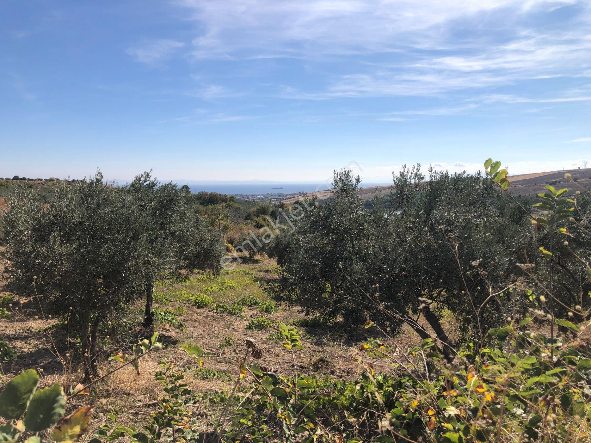 Şarköyde Işık Emlaktan Camikebir Mah De 19260 M2 Zeytinlik - Görsel 13