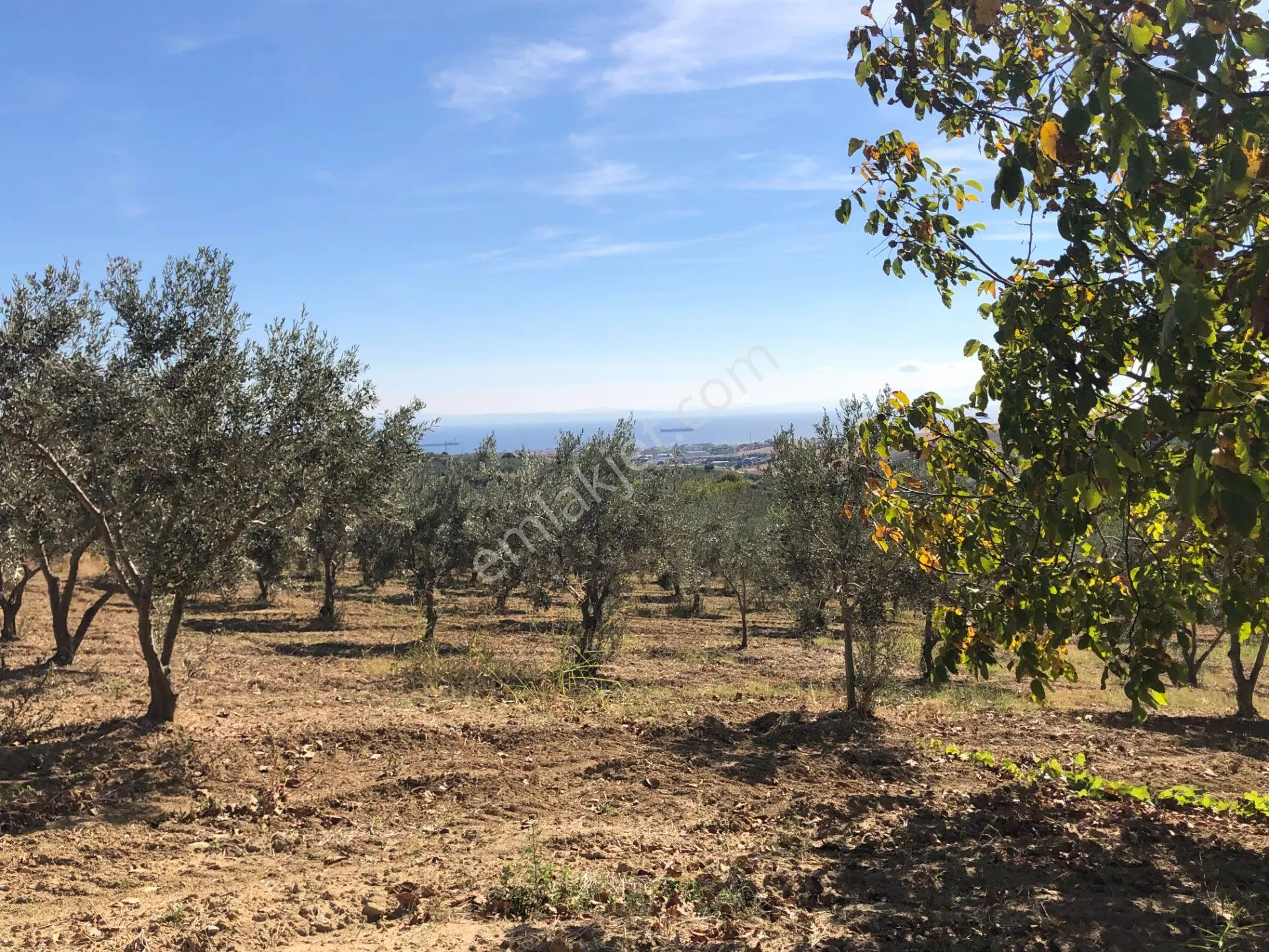 Şarköyde Işık Emlaktan Camikebir Mah De 19260 M2 Zeytinlik - Görsel 5
